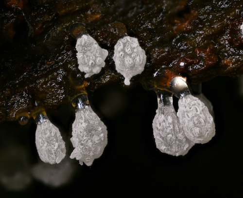 Morchelloid Coral Slime reference