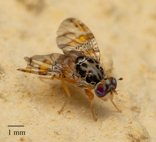 Mediterranean Fruit Fly reference