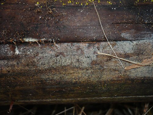 Horned Orchid Fungus reference