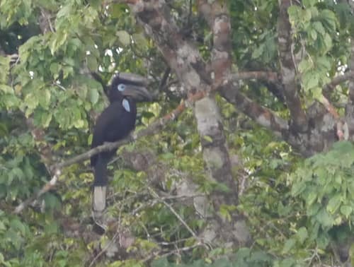 Black-casqued Hornbill reference