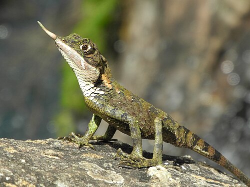 Rhinoceros Horned Lizard reference