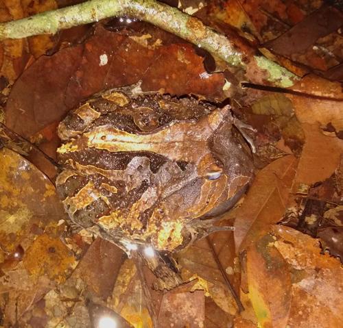 Surinam Horned Frog reference