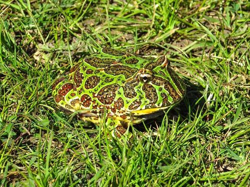 Argentine Horned Frog reference