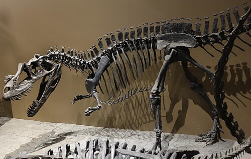 Ceratosaurus reference