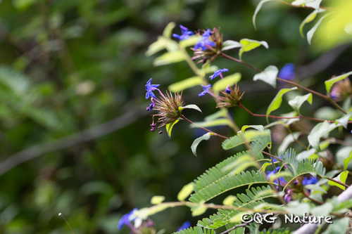 Chinese Plumbago reference
