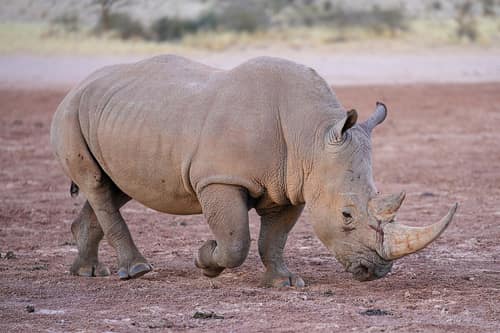 White Rhinoceros reference