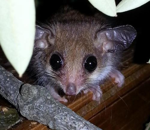 Western Pygmy Possum reference