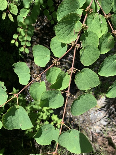 Magnificent Katsura Tree reference
