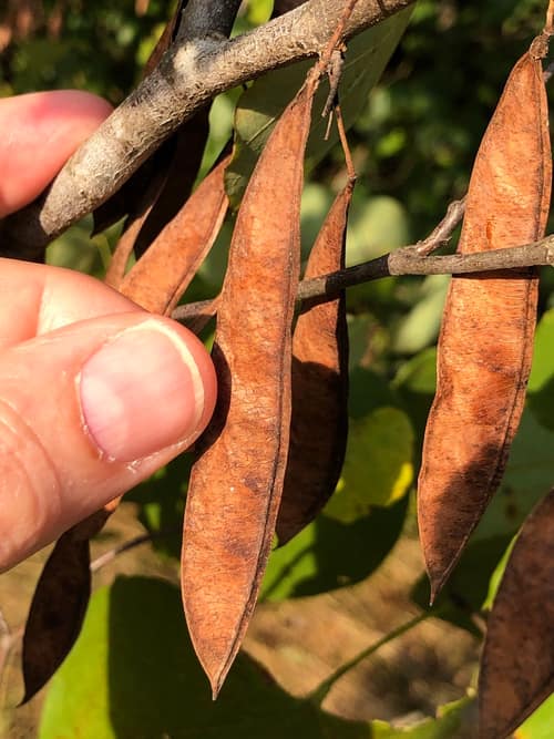 Eastern Redbud reference