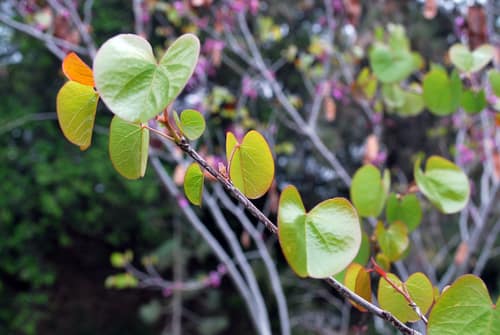 Western Redbud reference