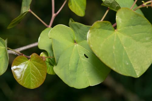 Judas Tree reference