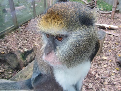 Campbell's Mona Monkey reference