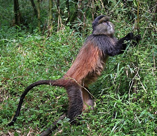 Golden Monkey reference