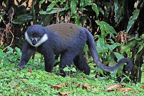 L'Hoest's Monkey reference