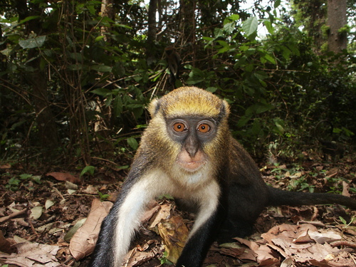Lowe's Mona Monkey reference