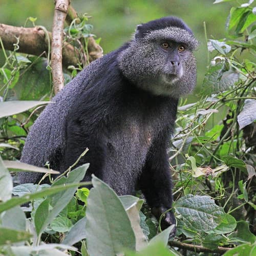 Blue Monkey reference