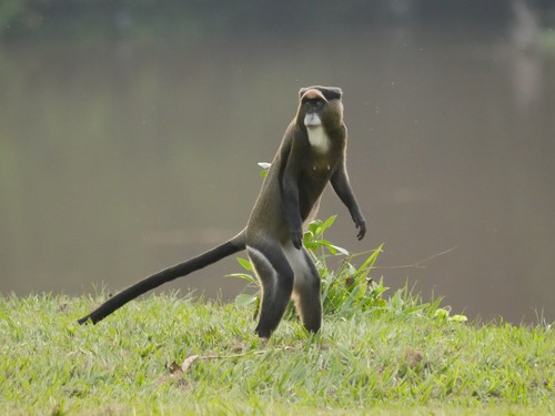 De Brazza's Monkey reference