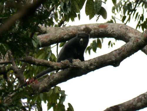Putty-nosed Monkey reference