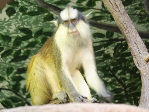 Crested Mona Monkey reference