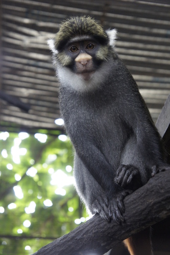 Sclater's Monkey reference