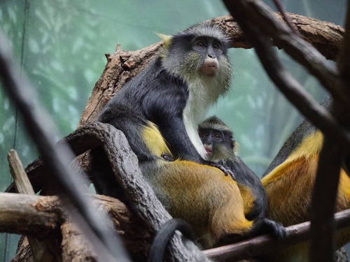 Wolf's Mona Monkey reference