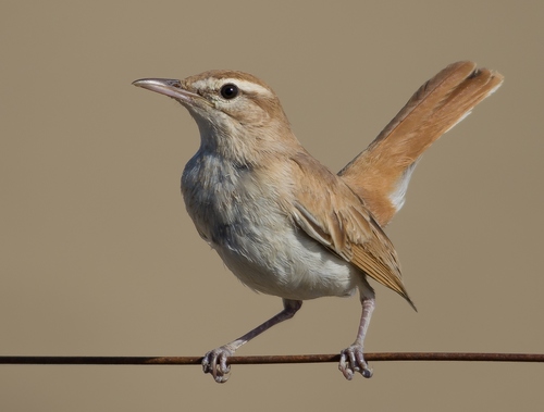 Rufous-tailed Scrub Robin reference