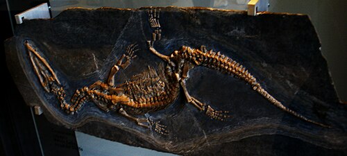 Ceresiosaurus reference