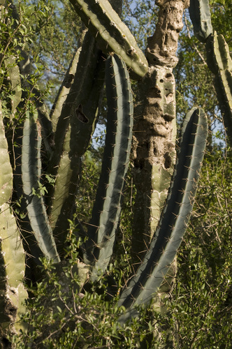 Hildmann's Apple Cactus reference