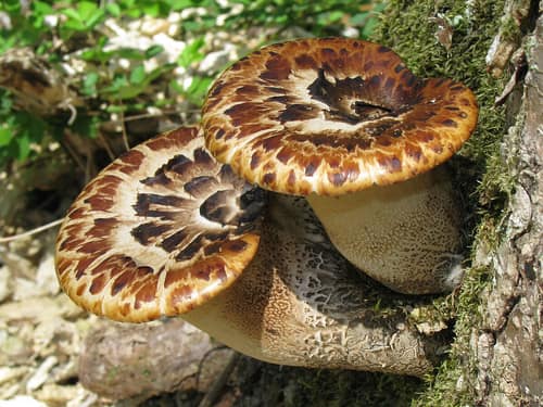 Dryad's Saddle reference