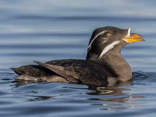 Rhinoceros Auklet reference