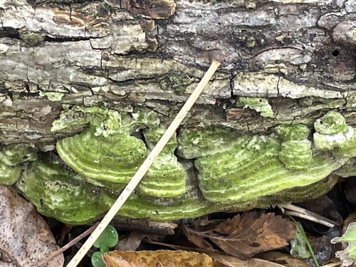 Mossy Maze Polypore reference