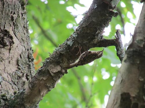 Eurasian Treecreeper reference