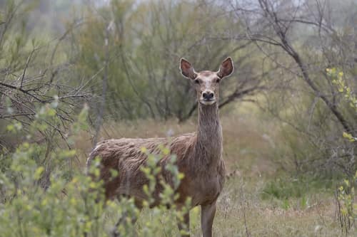 Bactrian Deer reference