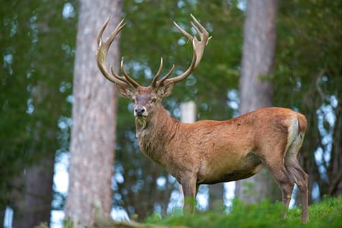 Red Deer reference