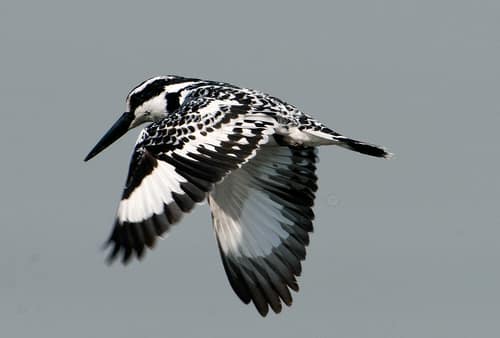 Pied Kingfisher reference