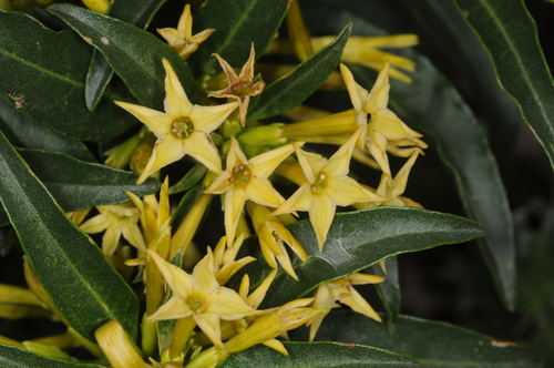 Green Cestrum reference