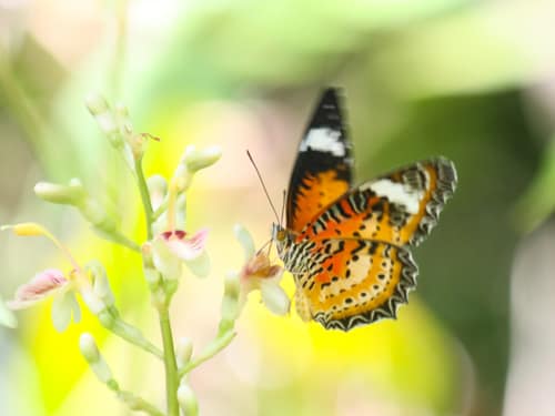 Leopard Lacewing reference