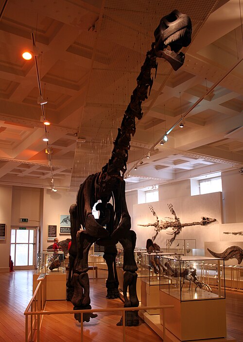 Cetiosaurus reference