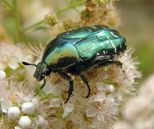 Rose Chafer reference