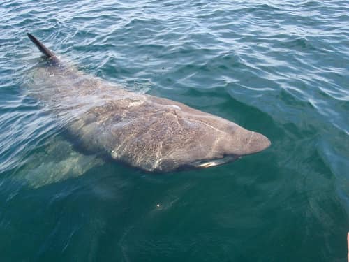 Basking Shark reference