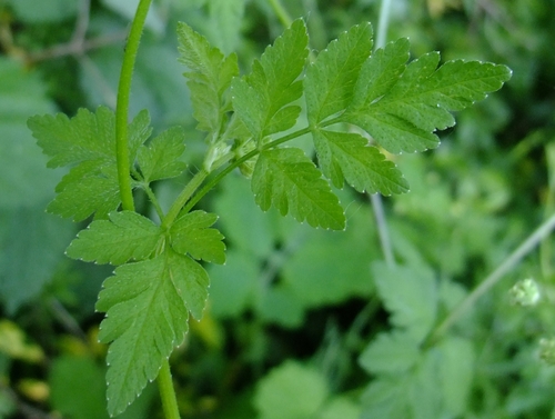 Rough Chervil reference