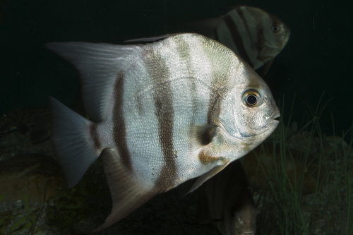 Atlantic Spadefish reference