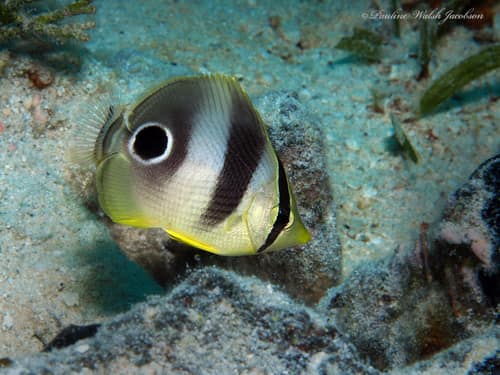 Foureye Butterflyfish reference