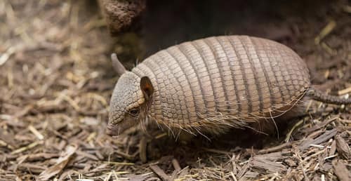Screaming Hairy Armadillo reference