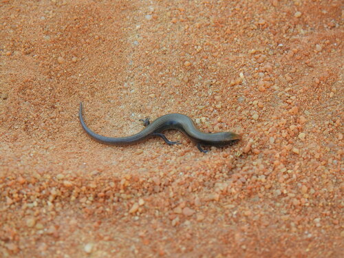 Bedriaga's Skink reference