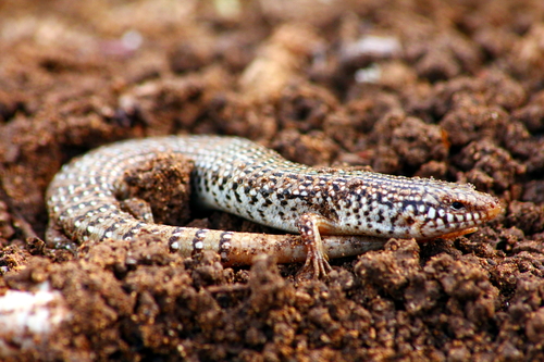 Ocellated Skink reference