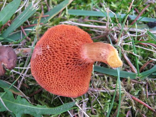 Ruby Bolete reference