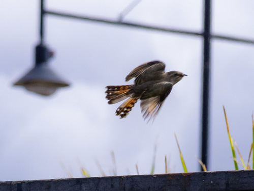 Horsfield's Bronze Cuckoo reference