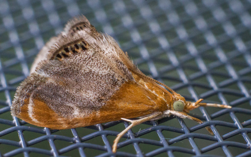 Pyralid Moth reference