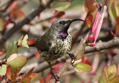 Amethyst Sunbird reference
